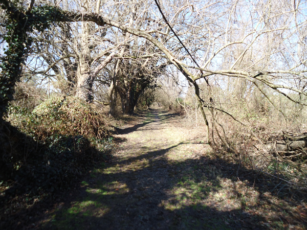 wye island ferry point trail 1 SMALL
