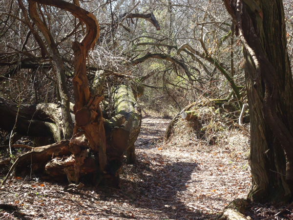 wye island ferry point trail 3 SMALL