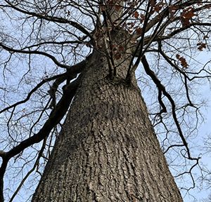 Atlas Great Outdoors